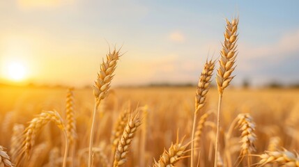 Lush golden wheat fields swaying gracefully in a gentle breeze under a clear blue sky