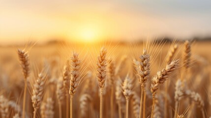 Lush golden wheat fields swaying gracefully in a gentle breeze under a clear blue sky