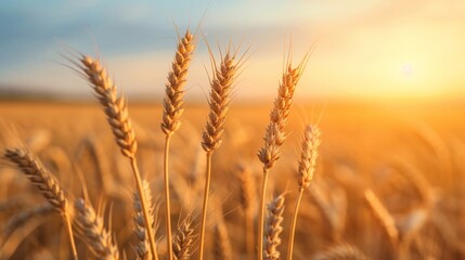 Lush golden wheat fields swaying in gentle breeze under bright sunlight creating a serene view