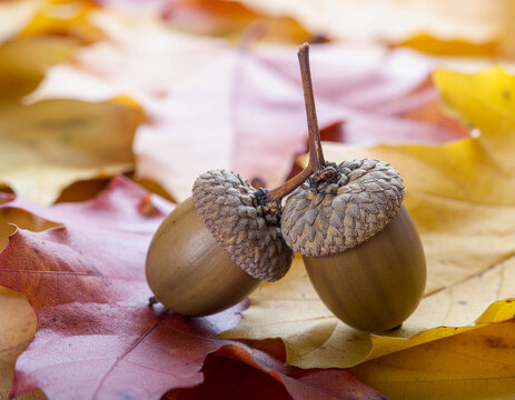 Two acorns with their caps on, nestled among colorful fallen autumn leaves, evoking a sense of the fall season and nature's bounty