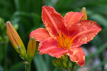 red and yellow lily