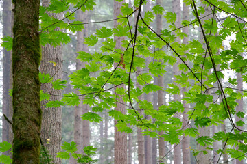 Green Maple Leaves Forest Mist. Looking up at maple leaves in the canopy of a misty, temperate rainforest of the Pacific Northwest.
