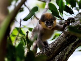 A baby Dusky Leaf Monkey with its signature golden-orange fur and large curious eyes is climbing on a tree branch at Kaeng Krachan Petchburi Thailand