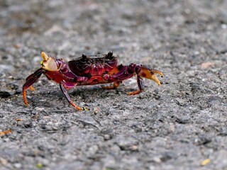 A Muong Mai Tong crab predominantly purple and red walking on a ground at Kaeng Krachan Petchburi Thailand