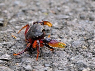 A purple and red crab or Muang Mai Tong crab walking across a rough concrete surface at Kaeng Krachan Thailand