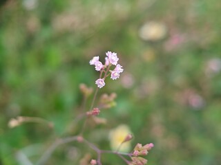Obraz premium Macro shot of tiny pink/lavender wildflowers clustered on a delicate stem, set against a soft, out-of-focus green and yellow natural background, perfect for bokeh and nature themes