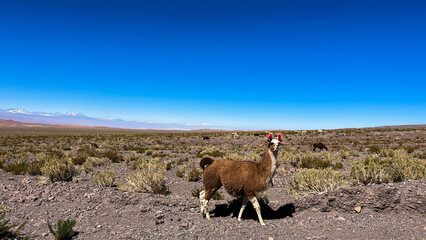 Beautiful fluffy cute wild llama in the Atacama desert in high-altitude region Antofagasta, close to San Pedro de Atacama in Chile. Llama in nature spotted on the way to Valle del Arcoíris.