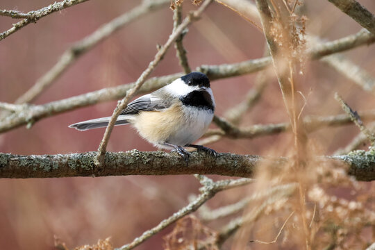 Cute Black-capped Chickadee perched on a tree branch - Powered by Adobe