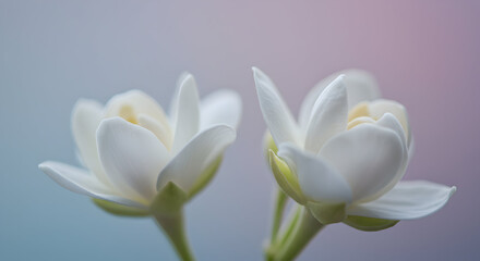 Fototapeta premium Close-Up of Delicate White Flowers Against a Soft Pastel Background Creating a Serene Atmosphere