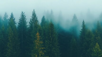 Misty forest landscape with evergreen trees in the early morning