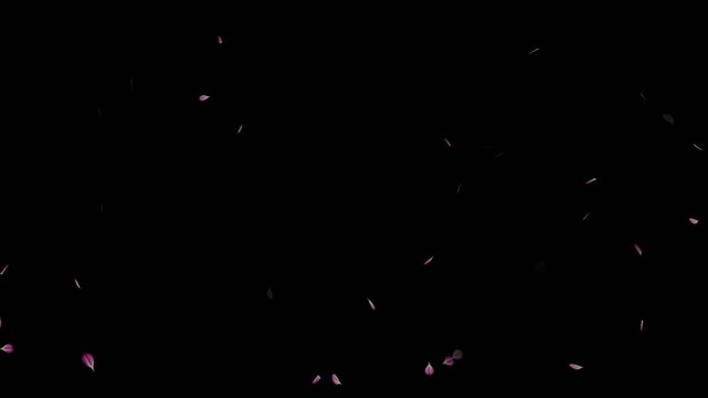 Falling cherry blossom loop animation on black background. Cherry blossom petals flying particle animation. Cherry blossom flower petals flying across the dark screen. Blossoms fall start to end.