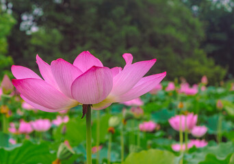Obraz premium 古代ハスの花3ー81