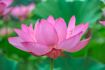 Obraz premium 古代ハスの花3ー89