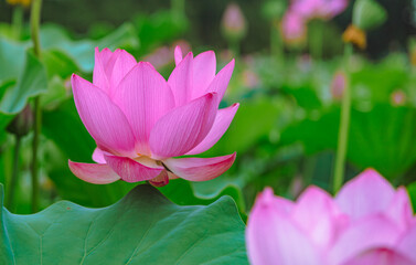 Obraz premium 古代ハスの花3ー78