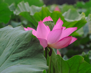 古代ハスの花3ー79