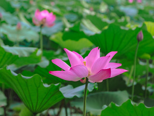 古代ハスの花3ー69