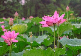 Obraz premium 古代ハスの花3ー74
