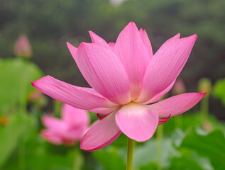 Fototapeta premium 古代ハスの花3ー54