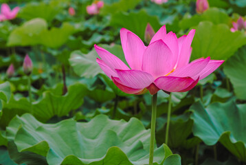 古代ハスの花3ー34