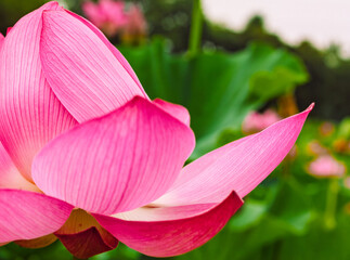 古代ハスの花3ー8