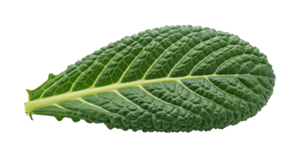 Textured Green Leaf with Prominent Veins, Isolated on a Transparent Backdrop, Perfect for Botanical Studies, Nature-Themed Designs, and Educational Resources