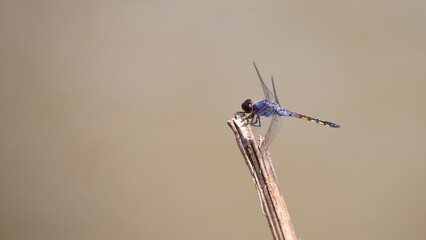 dragonfly sitting on a dry twig with a blurred background.
