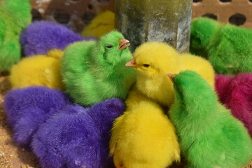 Photo of a group of colored chicks