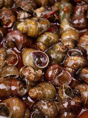 Spicy Braised Whelks and Sea Snails in Shells - Gourmet Seafood Delicacy