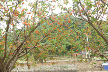 Cherry Orchard with Ripe Fruit in Agricultural Farm Setting
