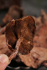 Fresh Morel Mushroom with Honeycomb Texture - Gourmet Cooking Ingredient