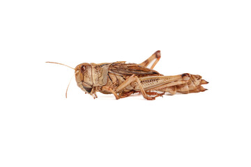 Fresh Brown Locust Grasshopper Isolated on White Background - Farm Pest Insect Photography