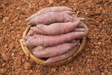 Fresh Sweet Potatoes in Wicker Basket Harvested from Red Soil Field - Organic Farm Produce