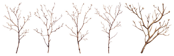 Obraz premium PNG Winter branches isolated collection, element set on transparent background