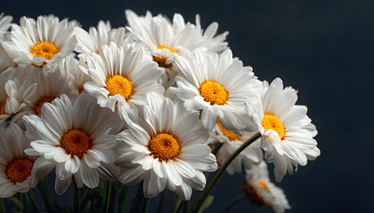 Obraz premium bunch of fresh white daisy flowers