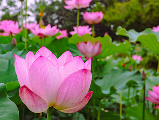 Obraz premium 古代ハスの花4ー19