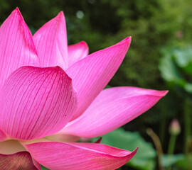 古代ハスの花4ー17