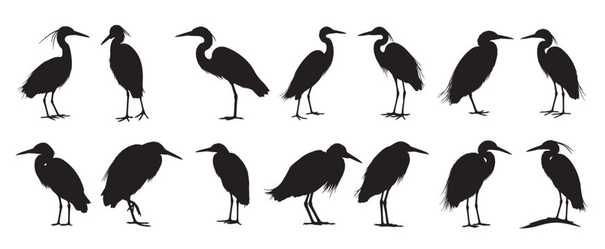 egret birds silhouette white background