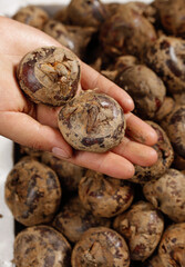 Fresh Farm Walnuts in Hand - Organic Raw Nuts with Natural Brown Shells on White Background
