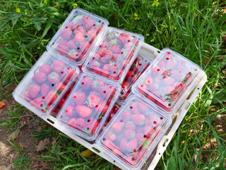 Fresh Sweet Strawberries in Plastic Containers on Grass - Dandong Berry Harvest