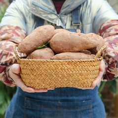Fresh Sweet Potatoes in Wicker Basket - Shaanxi Province Farmer Holding Organic Harvest