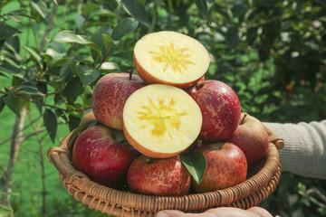 Fresh Daliangshan Apples in Wicker Basket with Cut Halves Showing Star Pattern Outdoors