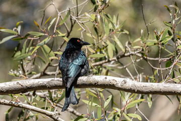 A spangled drongo perched in a tree in Queensland, Australia. The characteristic forked tail is clearly visible.