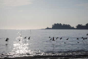 朝の海辺を舞う渡り鳥
