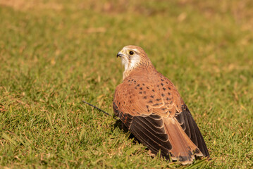 A captive nankeen, or Australian, kestrel perched on the ground with its back to the camera in Queensland, Australia.