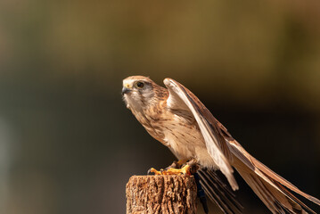 A captive nankeen, or Australian, kestrel perched on a wooden post with its wings partially spread in Queensland, Australia.