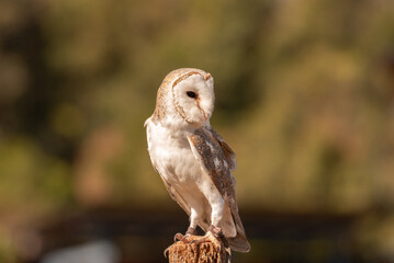 A captive eastern barn owl perched on a wooden post.
