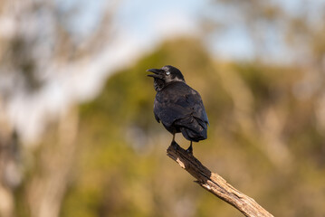 An Australian raven perched in a tree eating a red worm. Queensland, Australia.