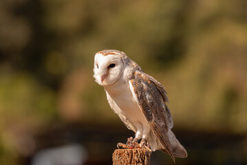 A captive eastern barn owl perched on a wooden post.