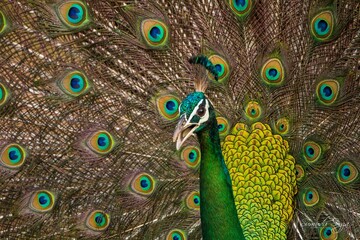 Obraz premium Indian Peafowl in the National Parks in Sri Lanka 