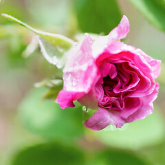 A single pink rose, still unfurling, is dotted with fresh raindrops, its vibrant petals a striking contrast against a soft, green background.